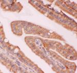 NFkB p52/p100 Antibody in Immunohistochemistry (Paraffin) (IHC (P))