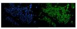 RUNX2 Antibody in Immunocytochemistry (ICC/IF)