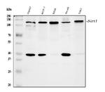 SIRT1 Antibody in Western Blot (WB)