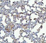 GPX1 Antibody in Immunohistochemistry (Paraffin) (IHC (P))