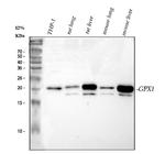 GPX1 Antibody in Western Blot (WB)
