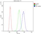 Transferrin Receptor Antibody in Flow Cytometry (Flow)