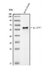 Fetuin A Polyclonal Antibody