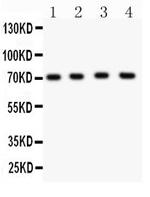 KV4.1 (KCND1) Polyclonal Antibody