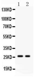 Kallikrein 4 Polyclonal Antibody