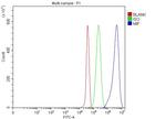 MIF Antibody in Flow Cytometry (Flow)