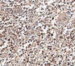 MIF Antibody in Immunohistochemistry (Paraffin) (IHC (P))