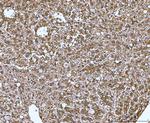 MIF Antibody in Immunohistochemistry (Paraffin) (IHC (P))