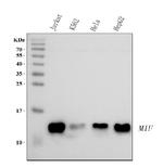 MIF Antibody in Western Blot (WB)