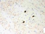 NPY Polyclonal Antibody