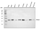 PIN1 Polyclonal Antibody
