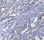 SERPINH1 Antibody in Immunohistochemistry (Paraffin) (IHC (P))