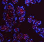 APOE Antibody in Immunohistochemistry (Paraffin) (IHC (P))