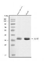 APOE Antibody in Western Blot (WB)