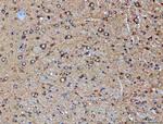 PP2A alpha Antibody in Immunohistochemistry (Paraffin) (IHC (P))
