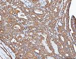 PP2A alpha Antibody in Immunohistochemistry (Paraffin) (IHC (P))