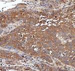 PP2A alpha Antibody in Immunohistochemistry (Paraffin) (IHC (P))