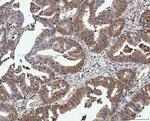 PP2A alpha Antibody in Immunohistochemistry (Paraffin) (IHC (P))