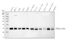 PP2A alpha Antibody in Western Blot (WB)