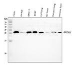 PRDX6 Antibody in Western Blot (WB)
