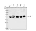 SIRT6 Antibody in Western Blot (WB)
