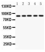 CD36 Antibody in Western Blot (WB)