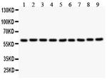 SMAD4 Polyclonal Antibody
