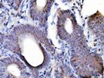 Cyclin A2 Antibody in Immunohistochemistry (Paraffin) (IHC (P))