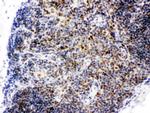 CtBP1 Antibody in Immunohistochemistry (Paraffin) (IHC (P))