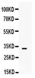 SNAI3 Polyclonal Antibody