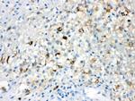 TLR5 Polyclonal Antibody