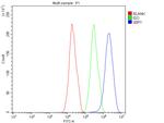 XBP1 Antibody in Flow Cytometry (Flow)