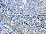 XBP1 Polyclonal Antibody