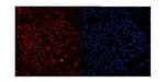 Ku80 Polyclonal Antibody
