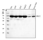 Ku80 Antibody in Western Blot (WB)