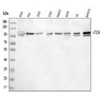 ITCH Polyclonal Antibody