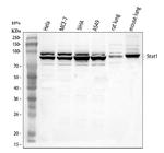STAT1 Polyclonal Antibody