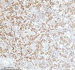 Ku70 Antibody in Immunohistochemistry (Paraffin) (IHC (P))