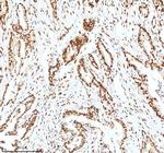 Ku70 Antibody in Immunohistochemistry (Paraffin) (IHC (P))