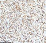 Ku70 Antibody in Immunohistochemistry (Paraffin) (IHC (P))