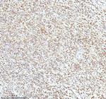 Ku70 Antibody in Immunohistochemistry (Paraffin) (IHC (P))