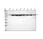 Ku70 Antibody in Western Blot (WB)