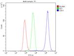 CDK1 Antibody in Flow Cytometry (Flow)