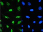 CDK1 Polyclonal Antibody