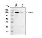 E-cadherin Antibody in Western Blot (WB)