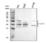 FGF2 Polyclonal Antibody
