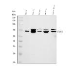 FMO1 Polyclonal Antibody