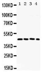 Fra2 Polyclonal Antibody