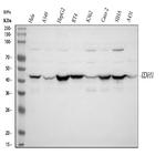 IDH1 Antibody in Western Blot (WB)