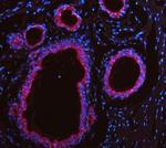 Cytokeratin 19 Antibody in Immunohistochemistry (Paraffin) (IHC (P))